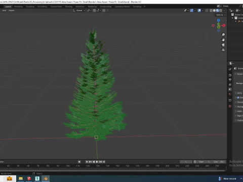 Abies fraseri- Fraser Fir -Small 3D Model
