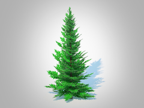Abies fraseri- Fraser Fir -Medium 3D Модель