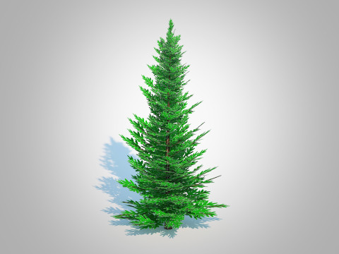 Abies fraseri- Fraser Fir -Medium 3D Model