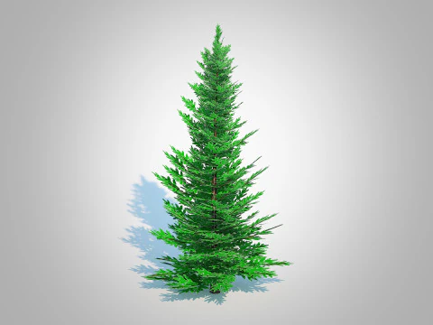 Abies fraseri- Fraser Fir -Medium 3D Model
