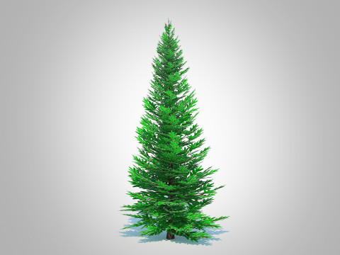 Abies fraseri- Fraser Fir -Medium 3D Model