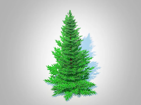 Abies fraseri- Fraser Fir -Medium 3D Model
