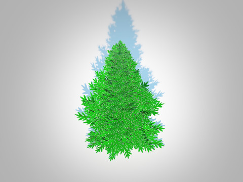 Abies fraseri- Fraser Fir -Medium 3D Model