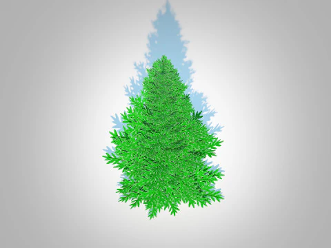 Abies fraseri- Fraser Fir -Medium 3D Model