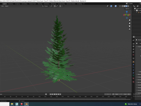 Abies fraseri- Fraser Fir -Medium 3D Model