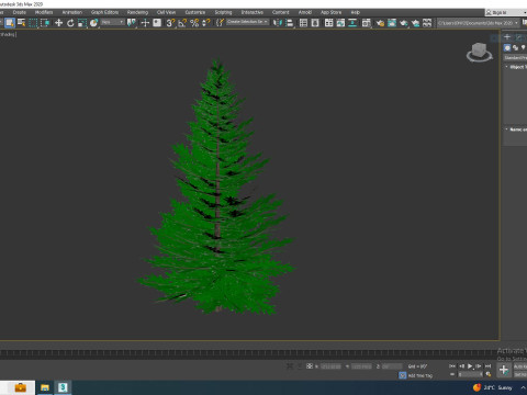 Abies fraseri- Fraser Fir -Medium 3D Model