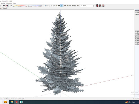 Abies fraseri- Fraser Fir -Medium 3D Model