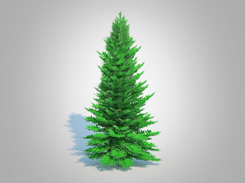 Abies fraseri- Fraser Fir -Large 3D 模型