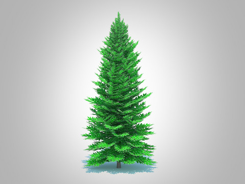 Abies fraseri- Fraser Fir -Large 3D 模型