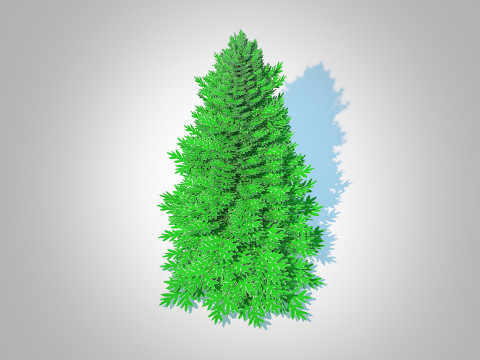 Abies fraseri- Fraser Fir -Large 3D 模型