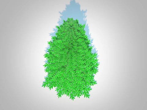 Abies fraseri- Fraser Fir -Large 3D Model