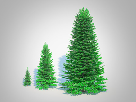 Abies Concolor - Silver Fir 3D Model
