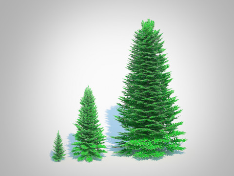 Abies Concolor - Silver Fir 3D-Modell