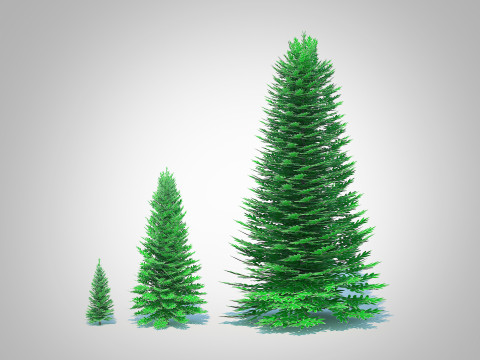 Abies Concolor - Silver Fir 3D-Modell