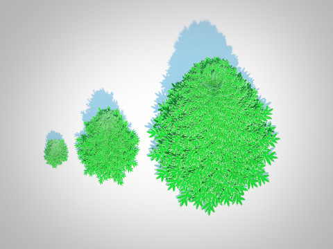 Abies Concolor - Silver Fir 3D-Modell