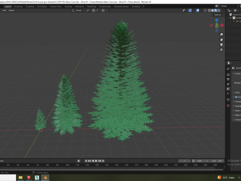 Abies Concolor - Silver Fir 3D-Modell