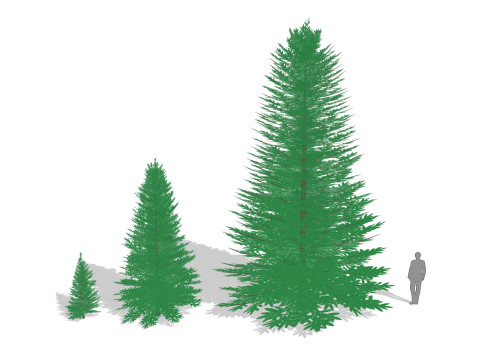 Abies Concolor - Silver Fir 3D-Modell