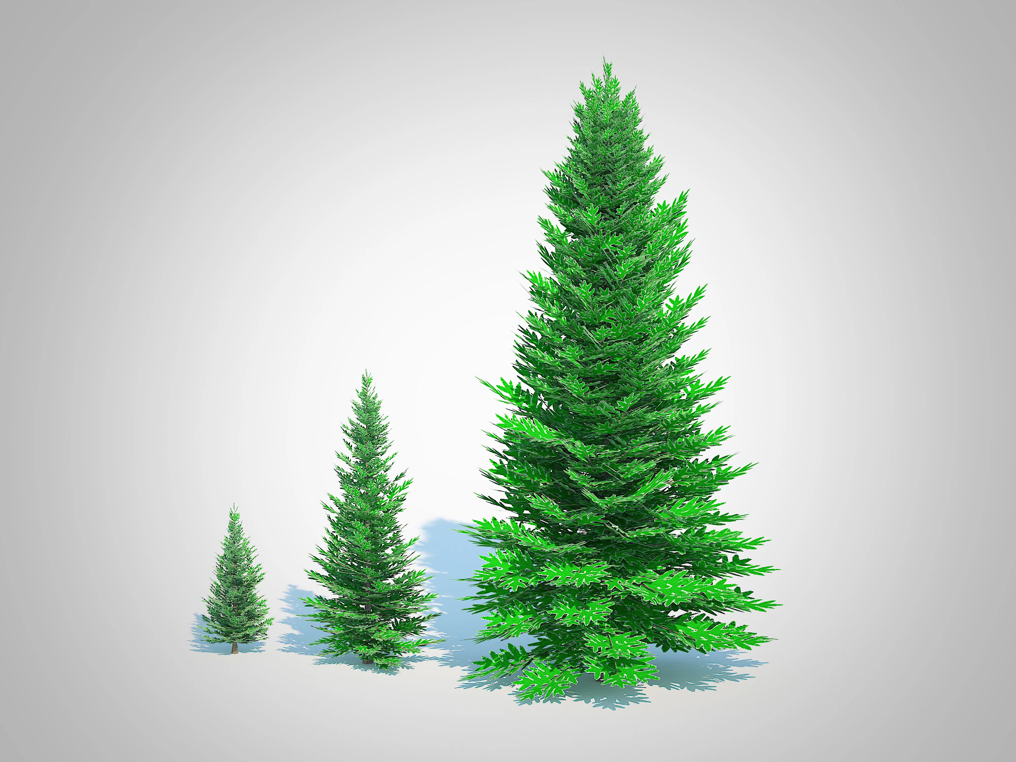 Abies fraseri- Fraser Fir 3D Model .c4d .max .obj .3ds .fbx .stl .blend 