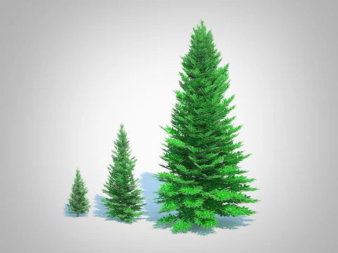Abies fraseri- Fraser Fir Modelo 3D