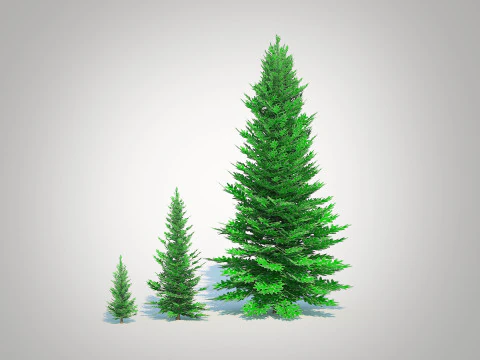 Abies fraseri- Fraser Fir 3D Model