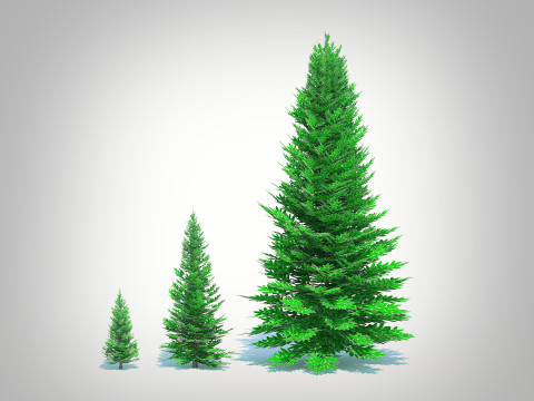 Abies fraseri- Fraser Fir 3Dモデル