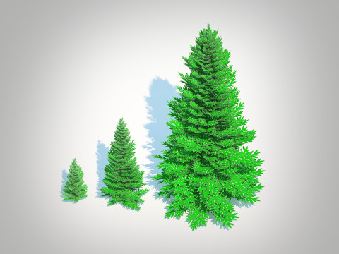 Abies fraseri- Fraser Fir 3Dモデル