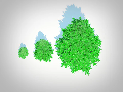 Abies fraseri- Fraser Fir 3D Model