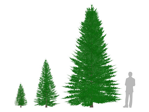 Abies fraseri- Fraser Fir 3Dモデル