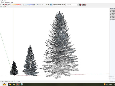 Abies fraseri- Fraser Fir 3Dモデル