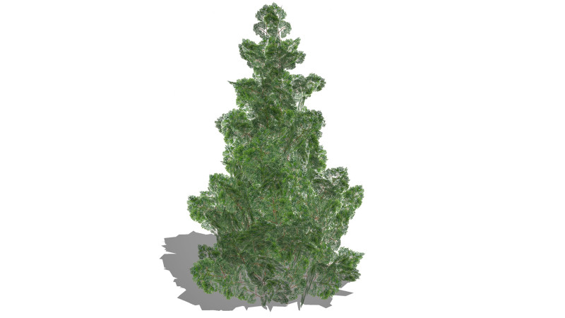 Chamaecyparis 3D Model .c4d .max .obj .3ds .fbx .stl .blend