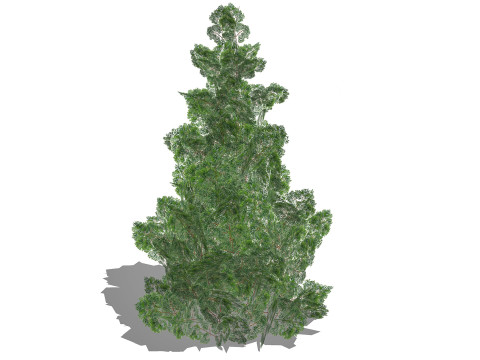 Chamaecyparis 3D Model