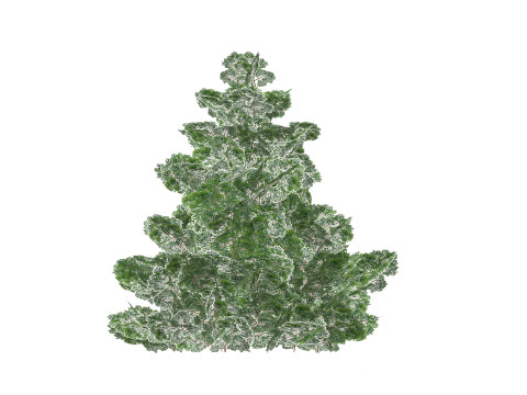Chamaecyparis 3D Model