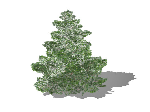 Chamaecyparis 3D Model