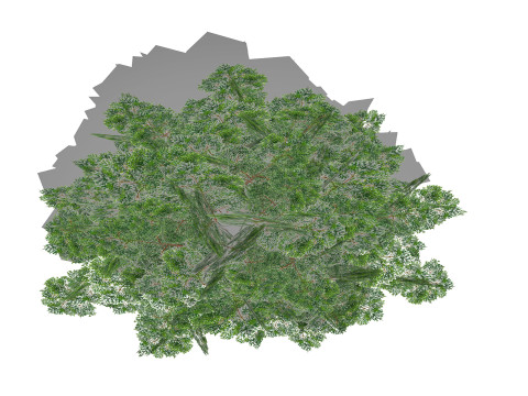 Chamaecyparis 3D Model