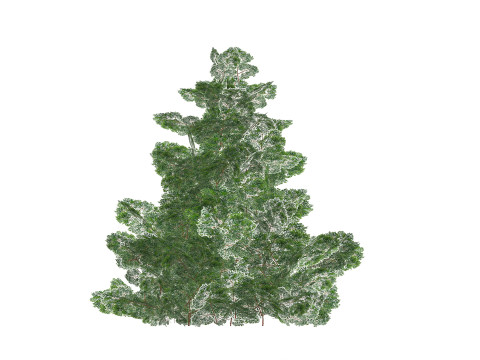 Chamaecyparis 3D Model