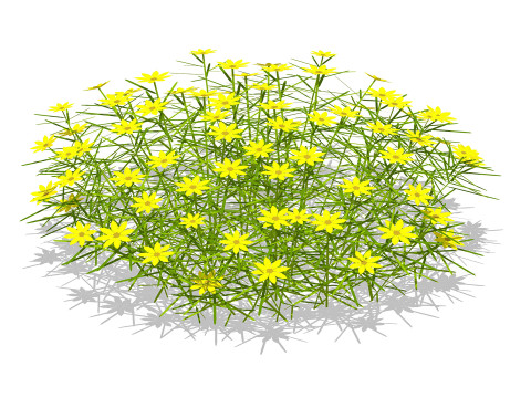 Coreopsis 3D 모델