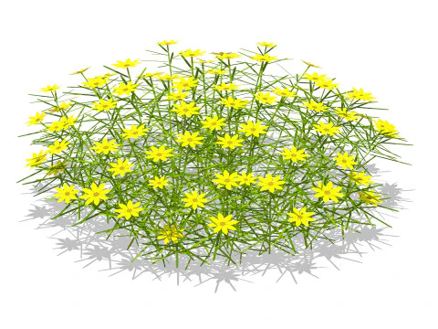 Coreopsis 3D Model