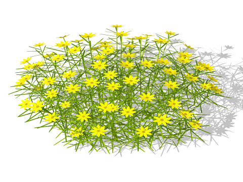 Coreopsis 3D Model