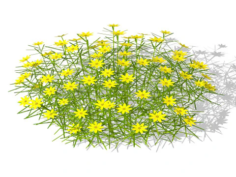 Coreopsis 3D Model