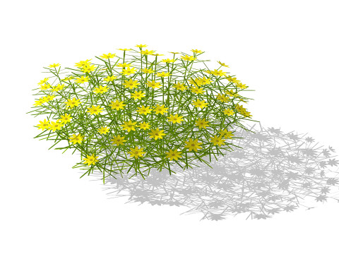 Coreopsis 3D Model
