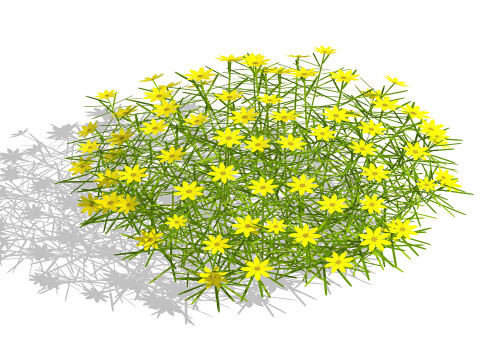 Coreopsis 3D Model