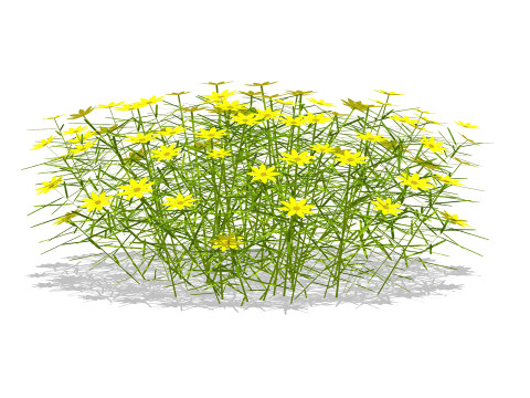 Coreopsis 3D Model