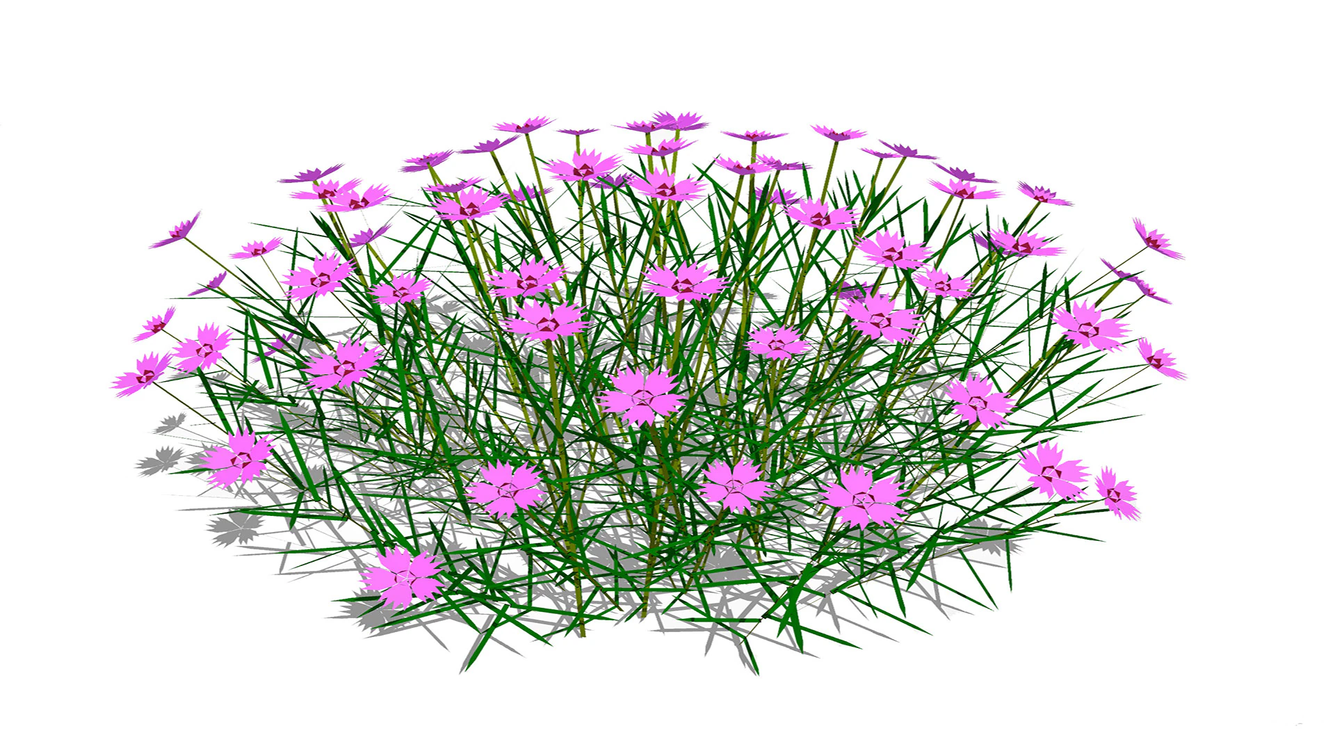 Dianthus plumarius 3D Model .c4d .max .obj .3ds .fbx .stl .blend 