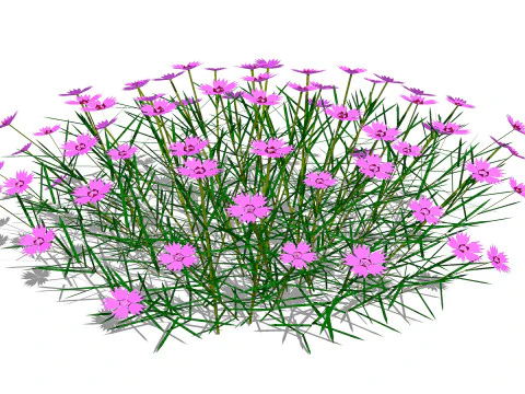 패랭이꽃 플루마리우스 3D 모델