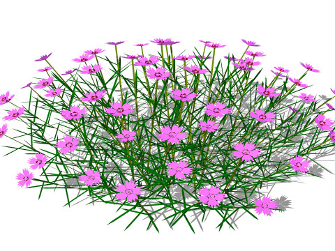 Dianthus plumarius 3D 模型