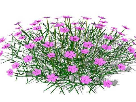 Dianthus plumarius 3D Model