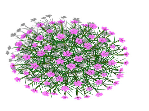 Dianthus plumarius 3D 模型