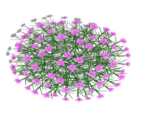 Dianthus plumarius 3D Model