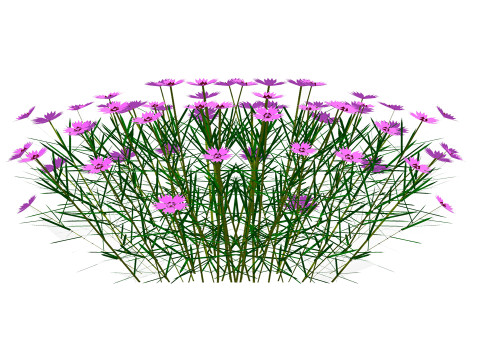 Dianthus plumarius 3D 模型