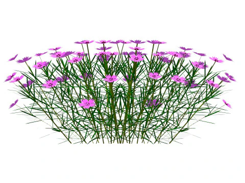 Dianthus plumarius 3D Model